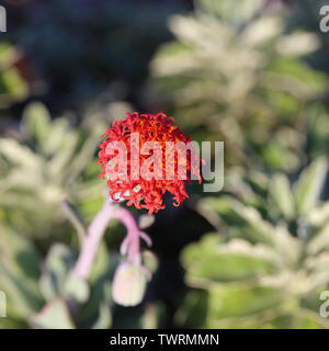 Splendido colore rosso brillante fiore con abbondanza di petali di colore rosso. In uno sfondo morbido si può vedere il più bel verde cactus piante. Foto Stock