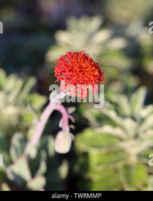 Splendido colore rosso brillante fiore con abbondanza di petali di colore rosso. In uno sfondo morbido si può vedere il più bel verde cactus piante. Foto Stock