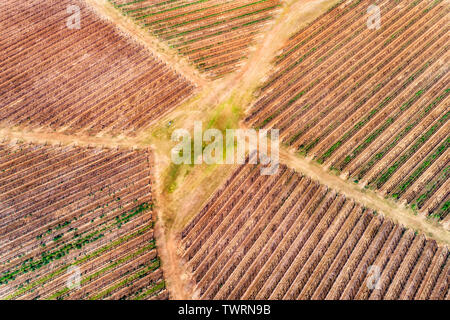 Agricoltura sviluppata fattoria con filari di vigneti su cltivated pezze di terra nella vinificazione regione dell'Australia - Hunter Valley. Foto Stock