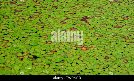 Pond lilies on Cleawox lago a Honeyman parco dello stato sulla costa dell'Oregon. Foto Stock