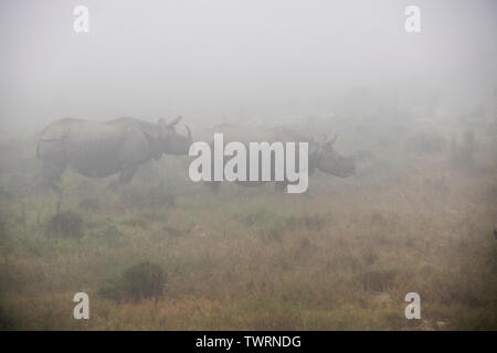 Asiatico-cornuto rinoceronte con vitello in mattinata nebbiosa a Chitwan il parco nazionale, il Nepal Foto Stock