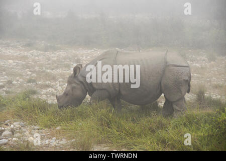 Asiatico-cornuto vitello di rinoceronte su mattinata nebbiosa a Chitwan il parco nazionale, il Nepal Foto Stock