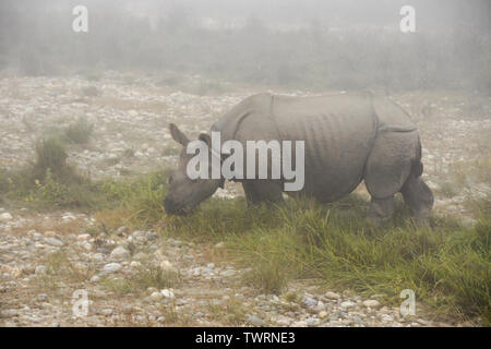 Asiatico-cornuto vitello di rinoceronte su mattinata nebbiosa a Chitwan il parco nazionale, il Nepal Foto Stock