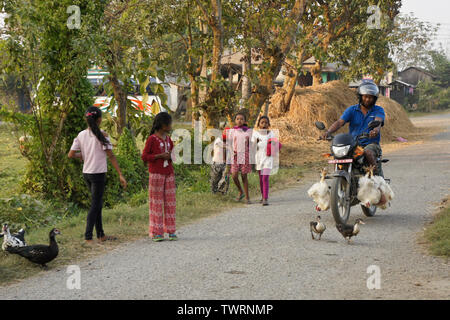 Chiudere la chiamata tra moto e anatre strada di attraversamento nel villaggio di Tharu gruppo etnico vicino a Chitwan, Nepal Foto Stock