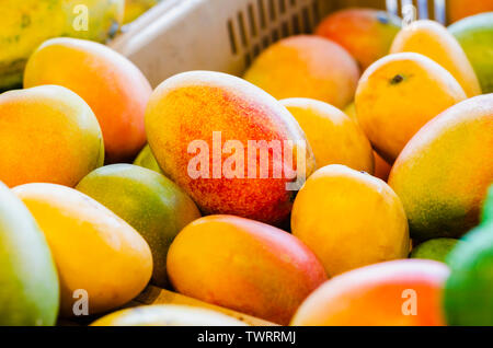 Il Mango è un agrume che cresce nella zona Intertropical ed è carnoso e paste dolci. Si distingue fra le sue principali caratteristiche il suo buon t Foto Stock