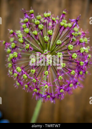 Cipolle ornamentali Alliums, audaci e architettoniche, teste arrotondate, fiori viola, teste di semina attraenti, Allium stitatum, Monte Everest, Foto Stock