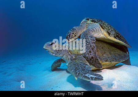 Tartaruga Verde (Chelonia Mydas), coppia coniugata sul fondo sabbioso, Sipadan, Borneo Malaysia Foto Stock