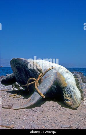 Dead tartaruga embricata (Eretmochelys imbricata) si è incagliata a beach, soffocato in una estremità della corda, Bali, Indonesia Foto Stock