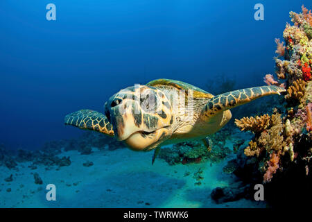 Tartaruga Verde (Chelonia Mydas), nuoto in una barriera corallina, Porto Sudan Sudan Foto Stock