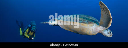 Scuba Diver e la tartaruga verde (Chelonia Mydas) in acqua blu, atollo di Ari, Maledive isole Foto Stock