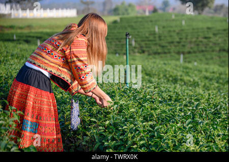 Donna tribale picking germogli di tè a foglia in piantagione sulla collina Foto Stock