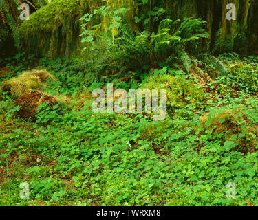 Stati Uniti d'America, Washington, il Parco Nazionale di Olympic, legno sorrel e swordfern prosperano accanto a tronchi di moss aceri coperto in Hoh Rain Forest. Foto Stock