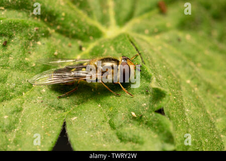 Hoverfly europea (lat. Eristalis pertinax) Foto Stock