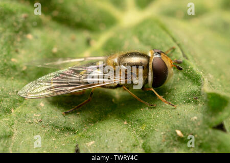 Hoverfly europea (lat. Eristalis pertinax) Foto Stock