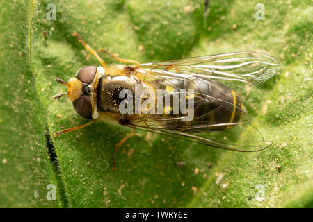 Hoverfly europea (lat. Eristalis pertinax) Foto Stock