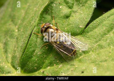 Hoverfly europea (lat. Eristalis pertinax) Foto Stock