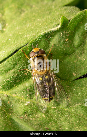 Hoverfly europea (lat. Eristalis pertinax) Foto Stock