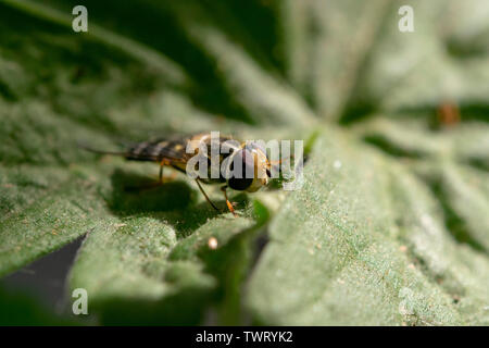 Hoverfly europea (lat. Eristalis pertinax) Foto Stock