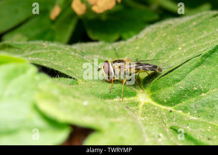 Hoverfly europea (lat. Eristalis pertinax) Foto Stock