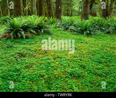 Stati Uniti d'America, Washington, il Parco Nazionale di Olympic, legno sorrel, spada di felci e Sitka Spruce alberi in primavera nei pressi del fiume Hoh. Foto Stock