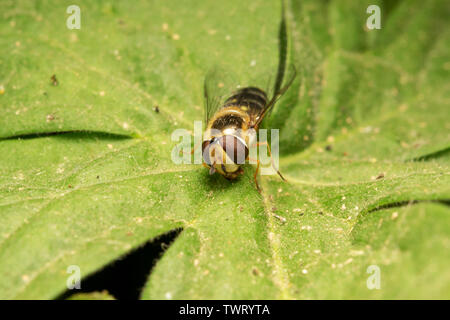Hoverfly europea (lat. Eristalis pertinax) Foto Stock