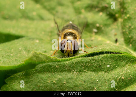 Hoverfly europea (lat. Eristalis pertinax) Foto Stock