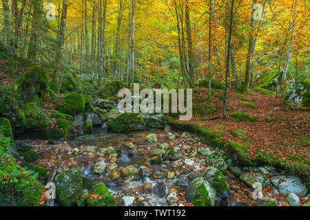 Il fogliame di autunno in Slovenia. I colori dell'autunno in Europa. Coloratissima vegetazione in autunno, foglie d'oro sugli alberi e foglie sul suolo della foresta. Foto Stock