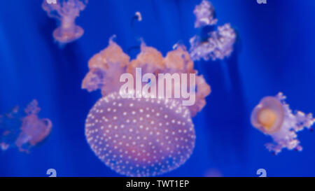 Sfocare lo sfondo di rosso le meduse in acqua blu. Immagine di defocalizzazione. Foto Stock