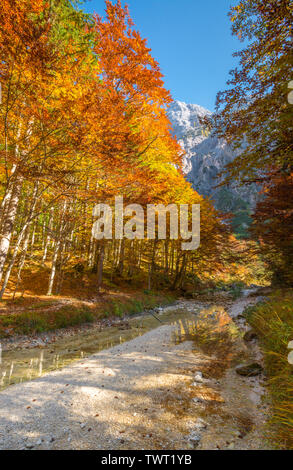 Alpi slovene incorniciato dai colori d'autunno foresta di alberi, riflessa nell'acqua. I colori dell'autunno, fogliame di autunno in Slovenia. Tranquilla passeggiata nella foresta. Foto Stock