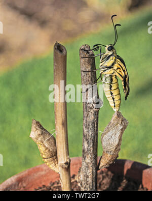 Un primo piano di profilo di un Nero e Giallo farfalla a coda di rondine emergente dalla pupa su uno sfondo di erba sfocate e suolo Foto Stock