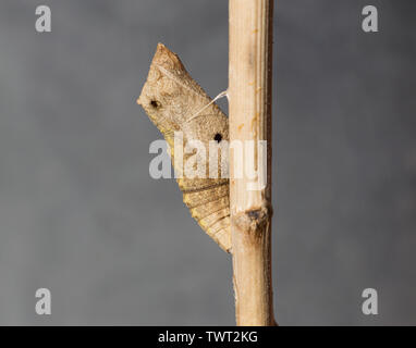 Una coda di rondine butterfly pupa con due fori realizzati dal predatore formiche su un chiazzato sfondo grigio Foto Stock