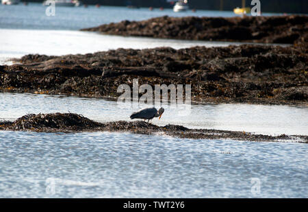 Heron uccello sulla Cappella Beach, Port St Mary, Isola di Man e Isole britanniche Foto Stock