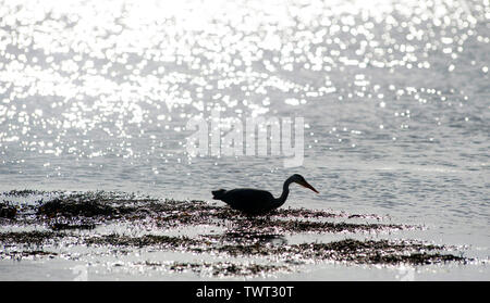 Heron uccello sulla Cappella Beach, Port St Mary, Isola di Man e Isole britanniche Foto Stock