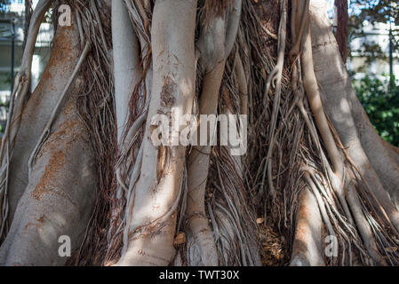 Il tronco di un grande albero di Ficus. Messa a fuoco selettiva. Foto Stock