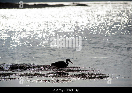 Heron uccello sulla Cappella Beach, Port St Mary, Isola di Man e Isole britanniche Foto Stock