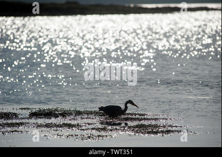 Heron uccello sulla Cappella Beach, Port St Mary, Isola di Man e Isole britanniche Foto Stock