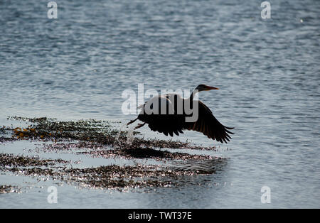 Heron uccello sulla Cappella Beach, Port St Mary, Isola di Man e Isole britanniche Foto Stock