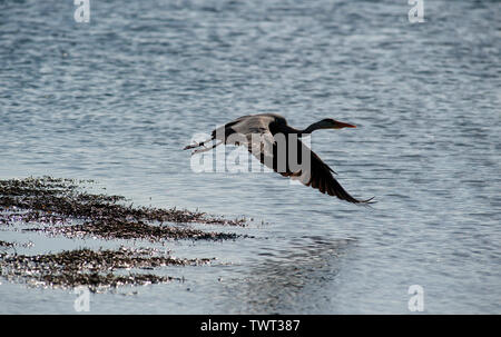 Heron uccello sulla Cappella Beach, Port St Mary, Isola di Man e Isole britanniche Foto Stock