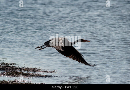 Heron uccello sulla Cappella Beach, Port St Mary, Isola di Man e Isole britanniche Foto Stock