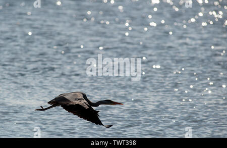 Heron uccello sulla Cappella Beach, Port St Mary, Isola di Man e Isole britanniche Foto Stock