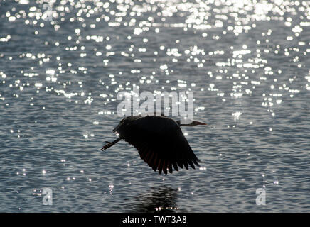 Heron uccello sulla Cappella Beach, Port St Mary, Isola di Man e Isole britanniche Foto Stock
