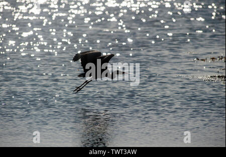Heron uccello sulla Cappella Beach, Port St Mary, Isola di Man e Isole britanniche Foto Stock