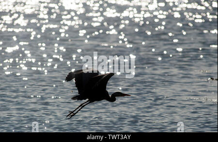 Heron uccello sulla Cappella Beach, Port St Mary, Isola di Man e Isole britanniche Foto Stock