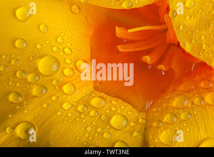 Papavero (California) arancio e giallo fiore in extreme close up macro. Le goccioline di acqua e la pozzanghera sulla petali Foto Stock