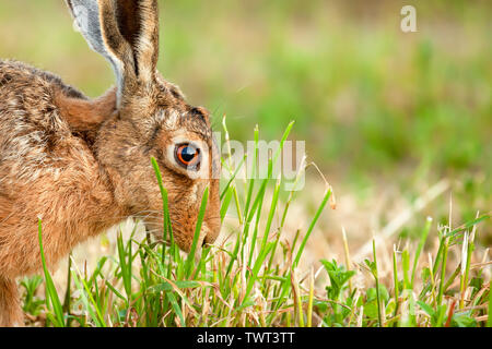 Splendido primo piano di una lepre selvatica marrone in un campo che mangia una pianta in Norfolk UK Foto Stock