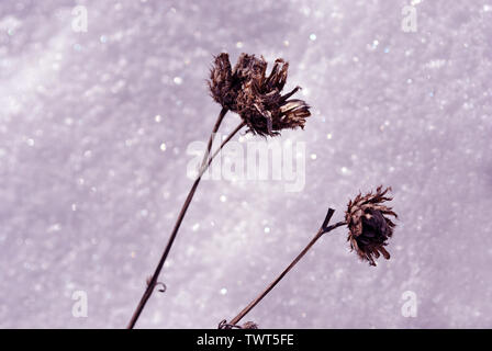 Silybum marianum (cardus marianus, cardo, beata milkthistle, cardo mariano, Maria thistle o Scotch thistle) fiori secchi su sfocata bianco della neve Foto Stock