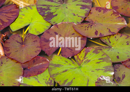 Un abstract sfondo naturale di marrone, rosso e verde variegato lily foglie galleggianti sulla superficie dell'acqua di uno stagno Foto Stock