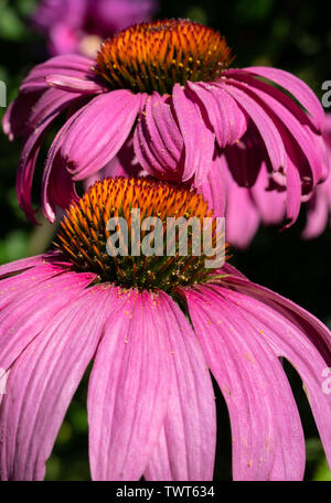 Coneflower (Echinacea purpurea), fiori d'estate Foto Stock