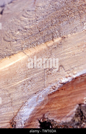 Segati ceppo di albero, organico naturale sfondo, close up dettaglio Foto Stock