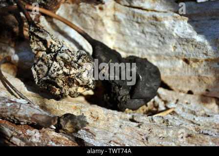 Il marcio in bianco e nero asciutto lo scorso anno le pere su sfocate sullo sfondo di legno Foto Stock